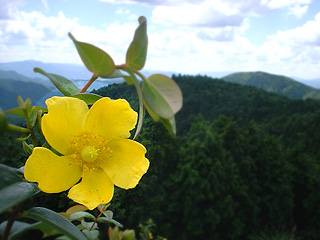 山頂の花