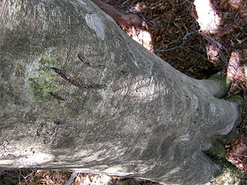 クマのつめ跡の残るブナの木