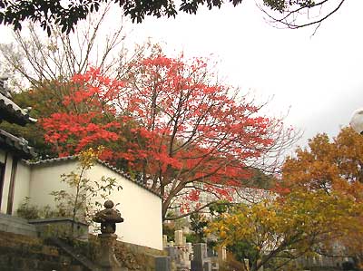 本徳寺の紅葉