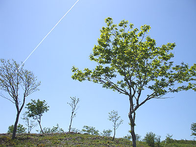 新緑と青い空に飛行機雲