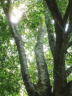 ブナの大木