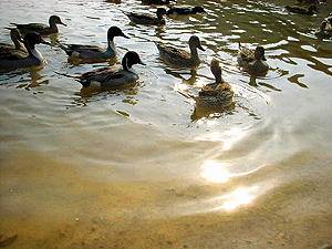 平荘湖の渡り鳥たち