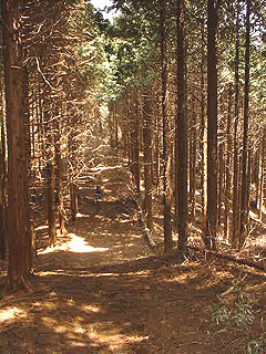 植林帯の道